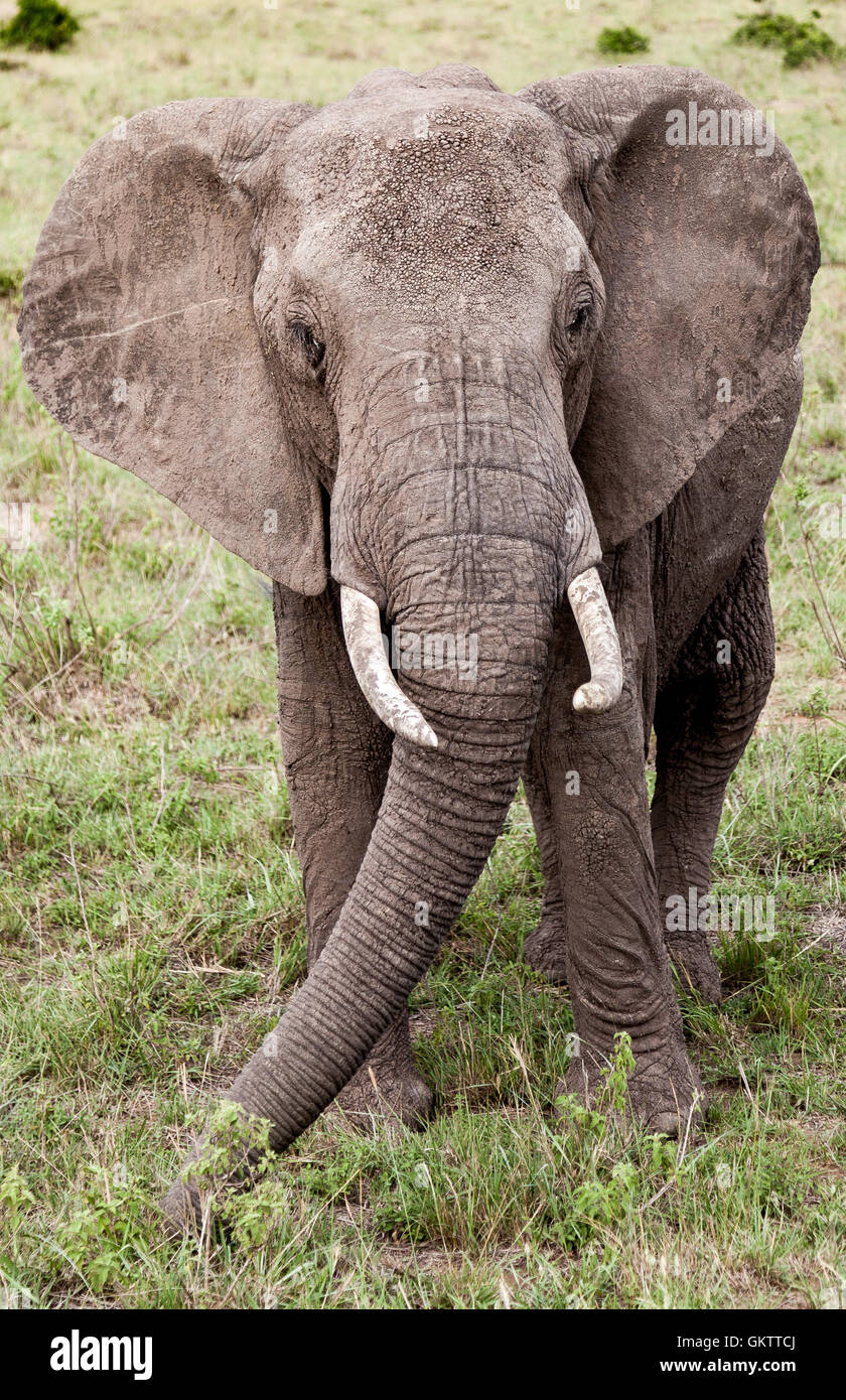 African Elephant taken in Massai Mara, Kenya. Stock Photo