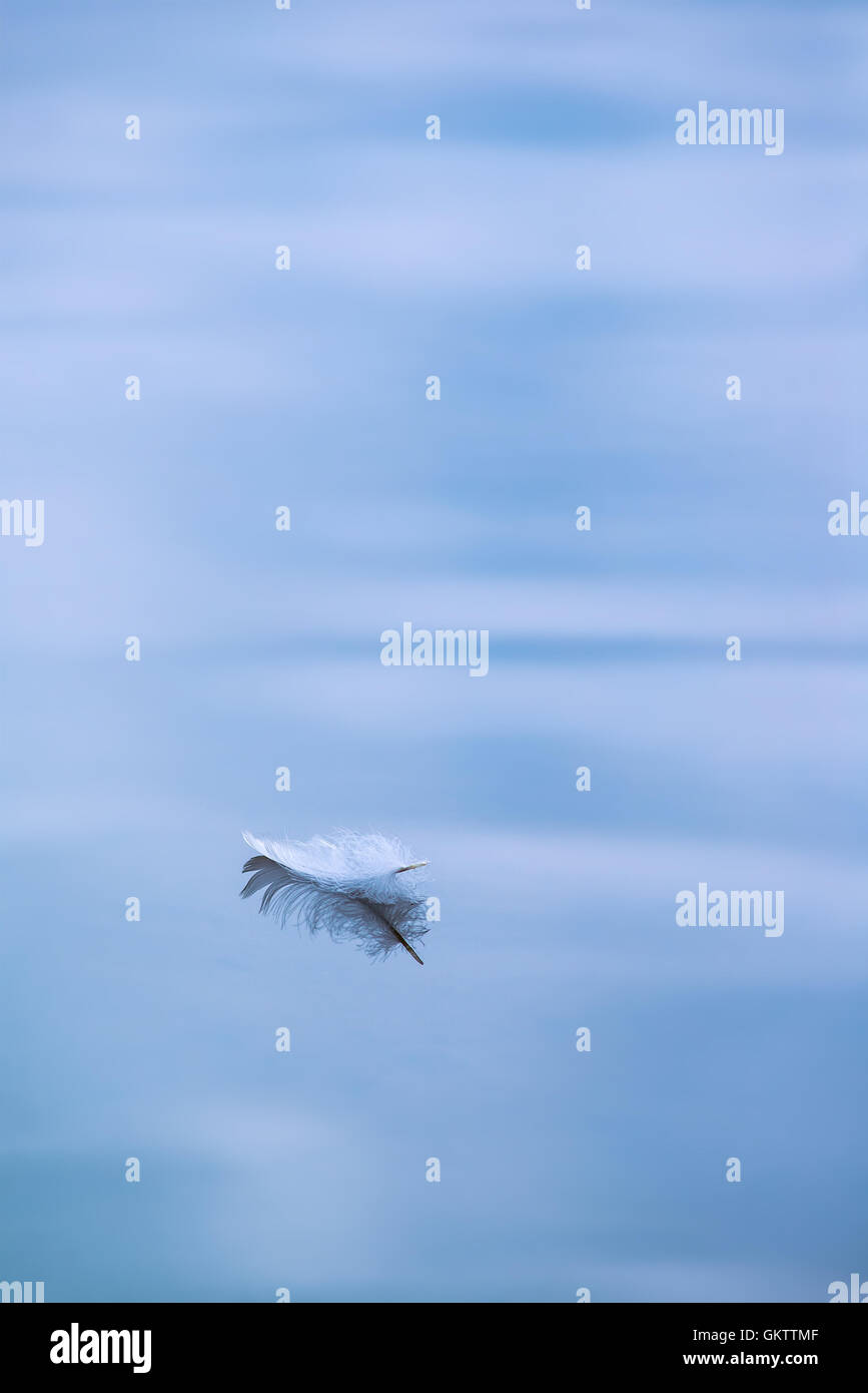 Single feather floating in water Stock Photo Alamy