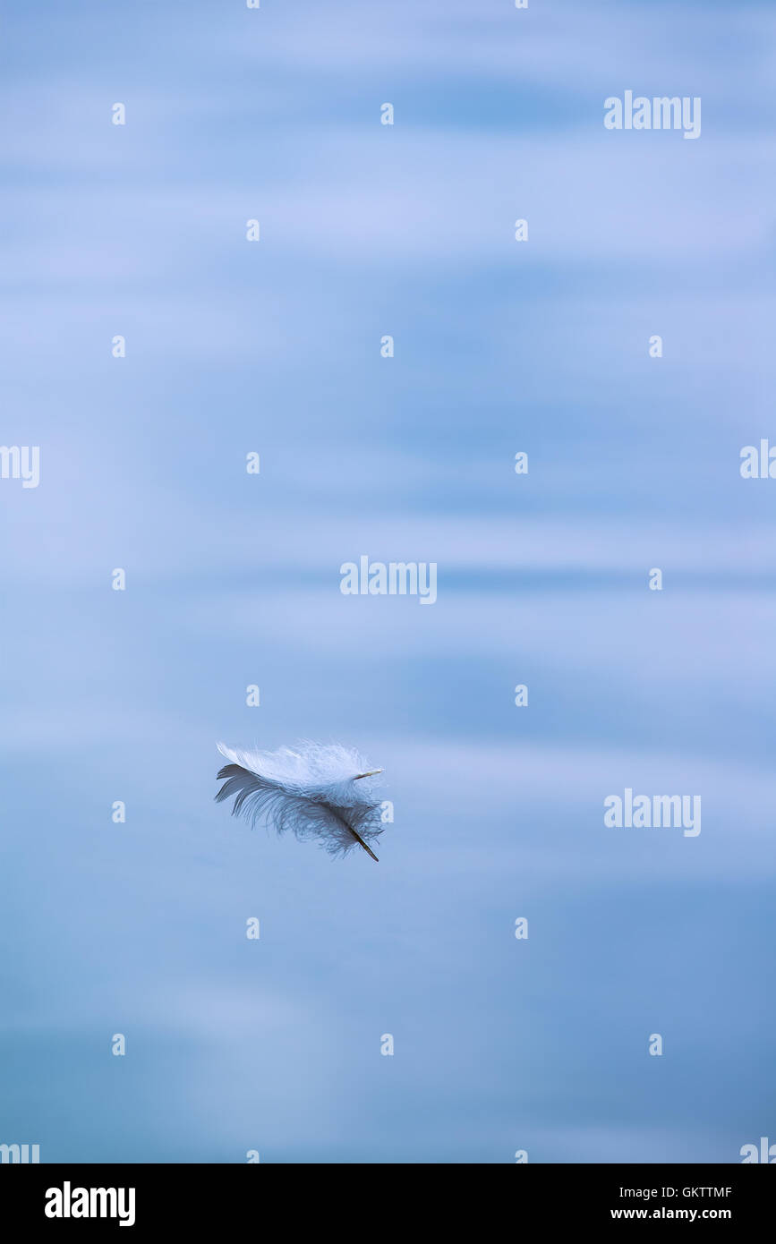 Single feather floating in water Stock Photo