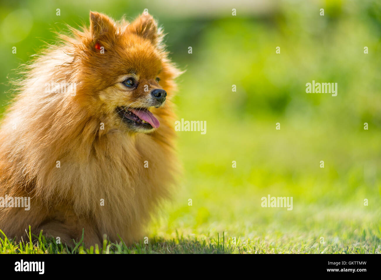 Closeup of small dog in meadow Stock Photo