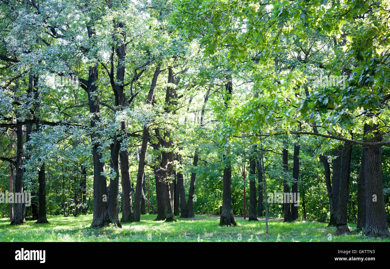 Oak tree grove hires stock photography and images Alamy