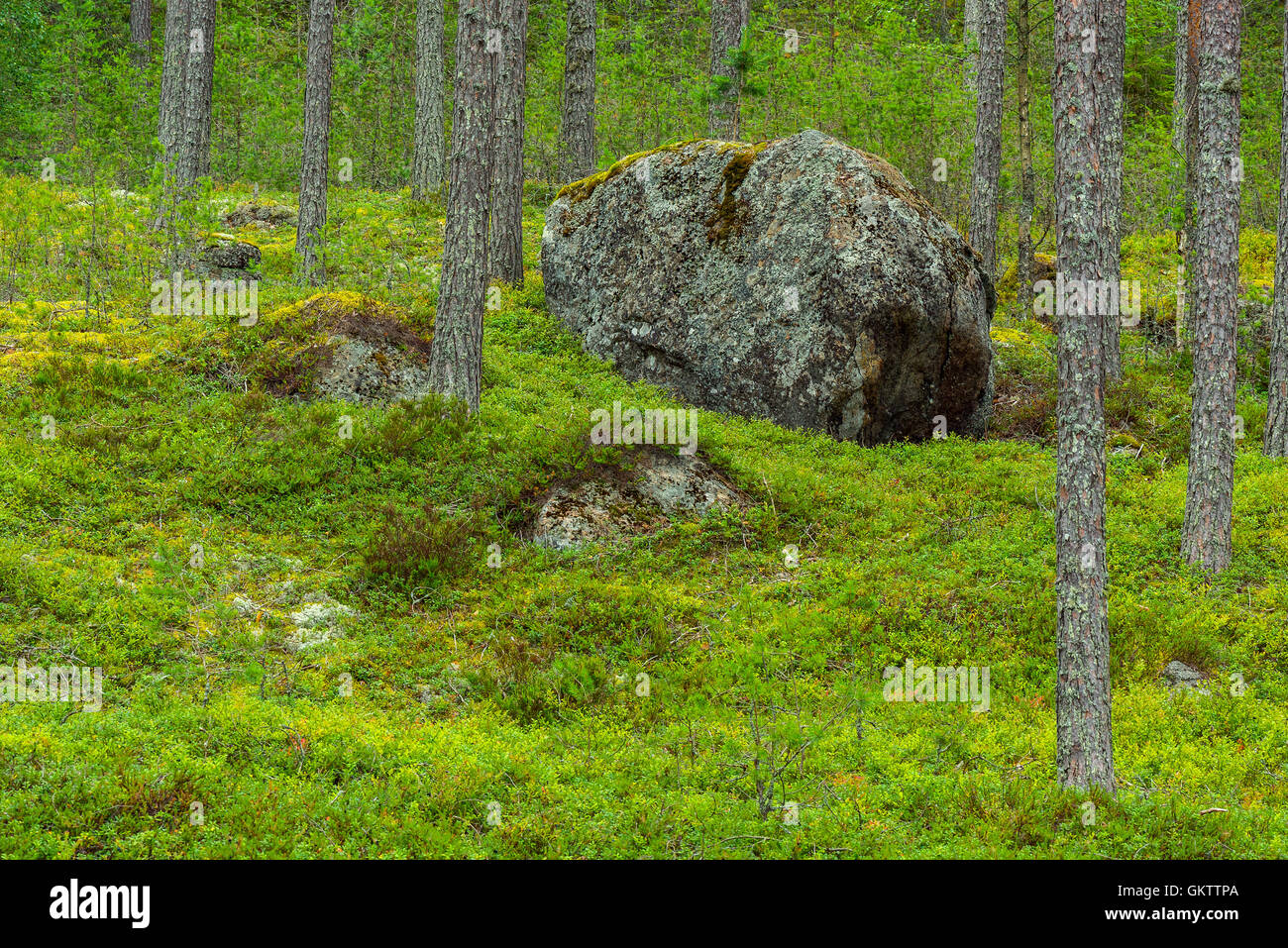 Big rock in forest landscape in Finland Stock Photo