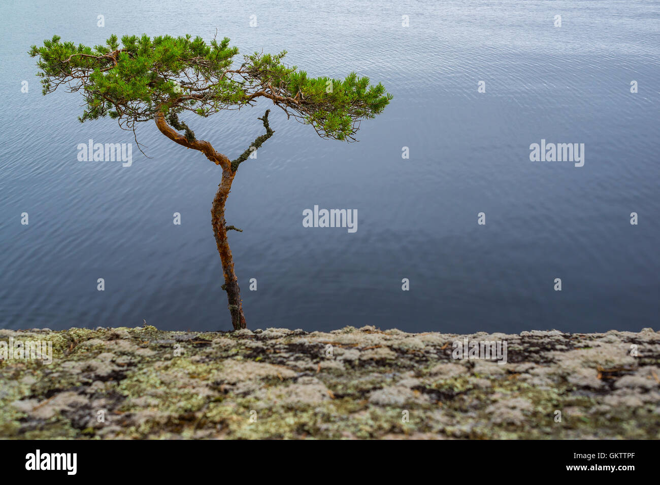 Bent pine tree on the cliff near water Stock Photo