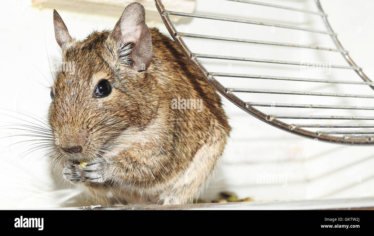 Australian pet Degu Stock Photo - Alamy