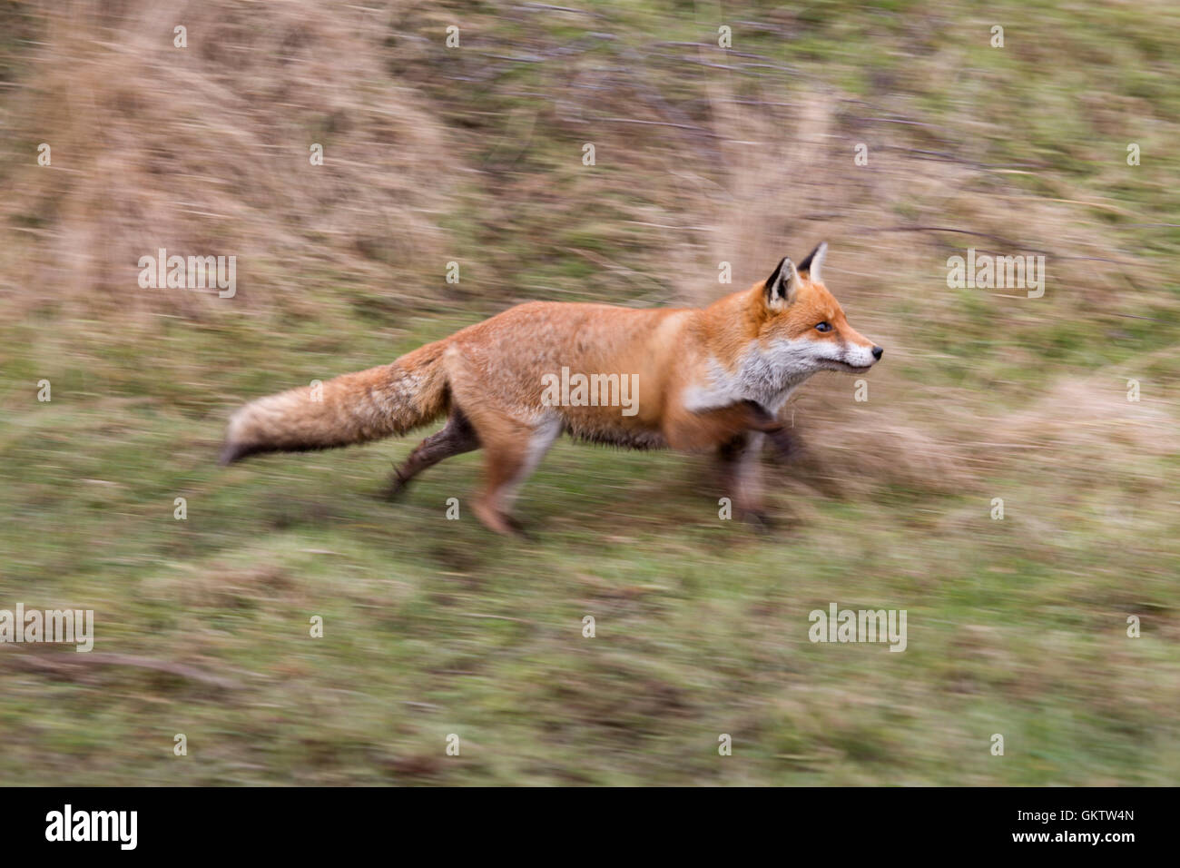 Fox; Vulpes vulpes Single Running Devon; UK Stock Photo