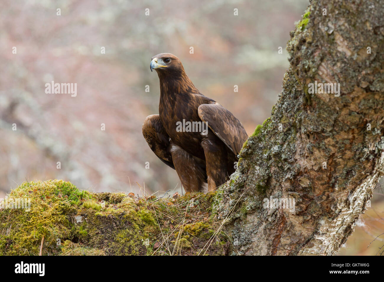 Golden Eagle; Aquila chrysaetos Scotland; UK Stock Photo Alamy