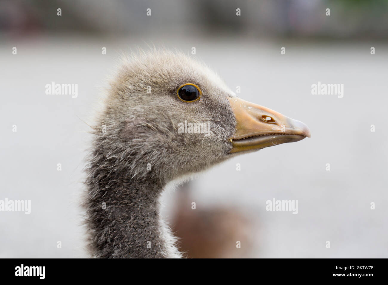Greylag Gosling; Anser anser Single Portrait Northumberland; UK Stock Photo