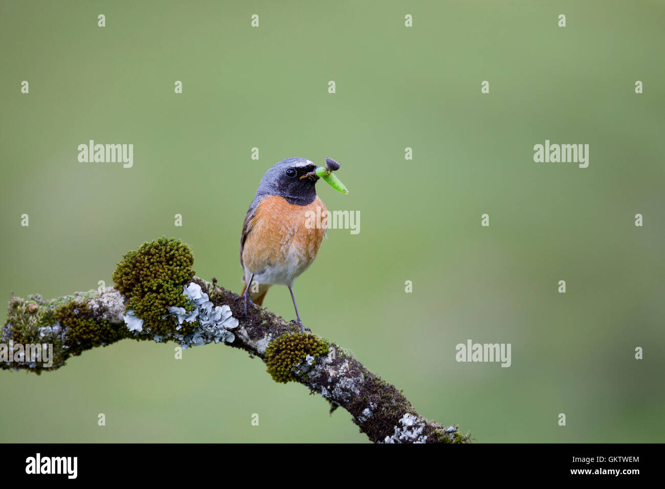 Redstart; Phoenicurus phoenicurus Single Male with Insect Devon; UK ...