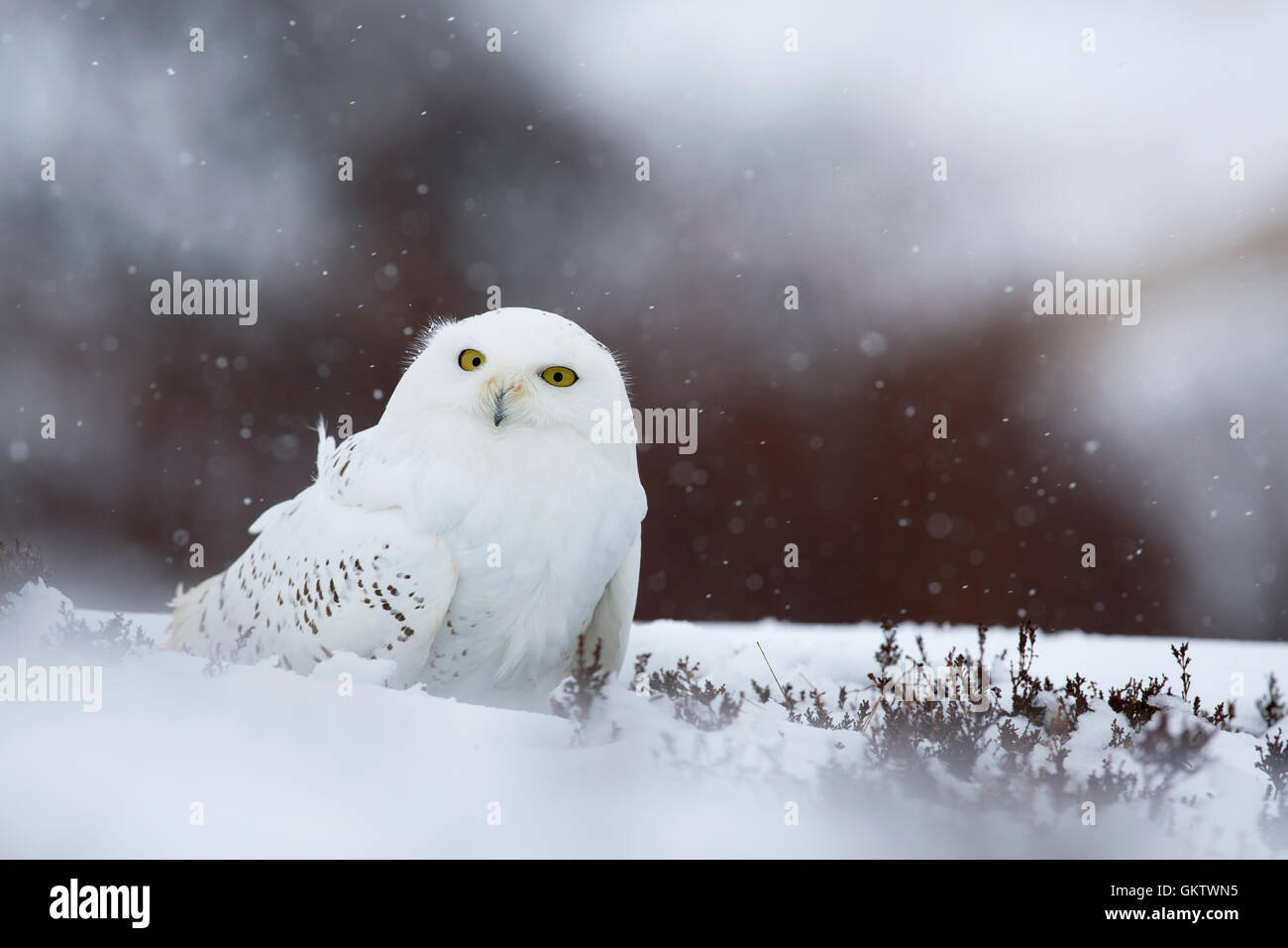 Snowy owl; Bubo scandiacus Single in Snow Scotland; UK Stock Photo