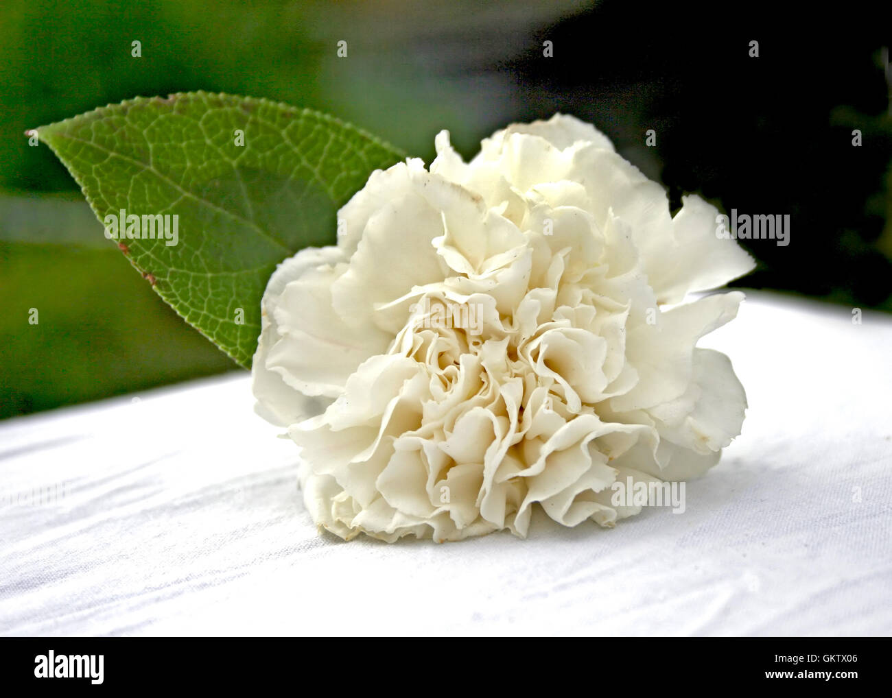 A flower for a corsage sitting on a table Stock Photo