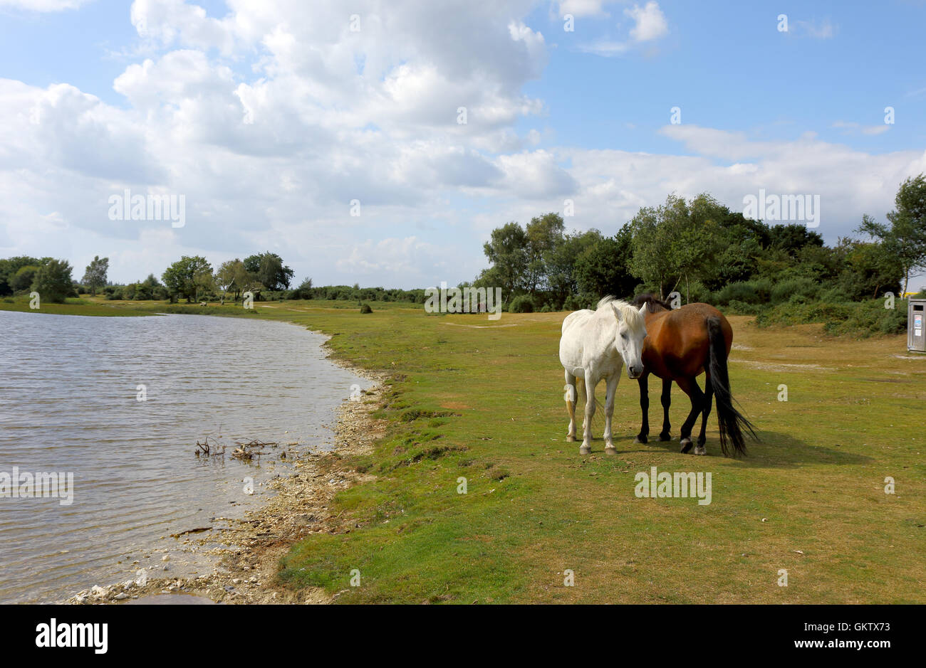 New Forest ponies grazing in the waters edge at Hatchet Pond Stock ...