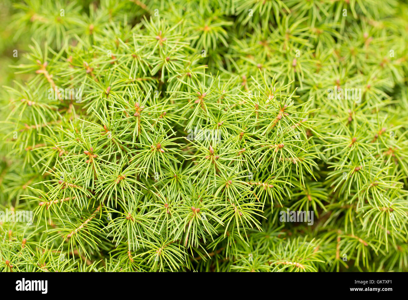Dwarf Alberta spruce, branching and needles close up, creates  a spiky textured background. Picea glauca `Conica´ Stock Photo