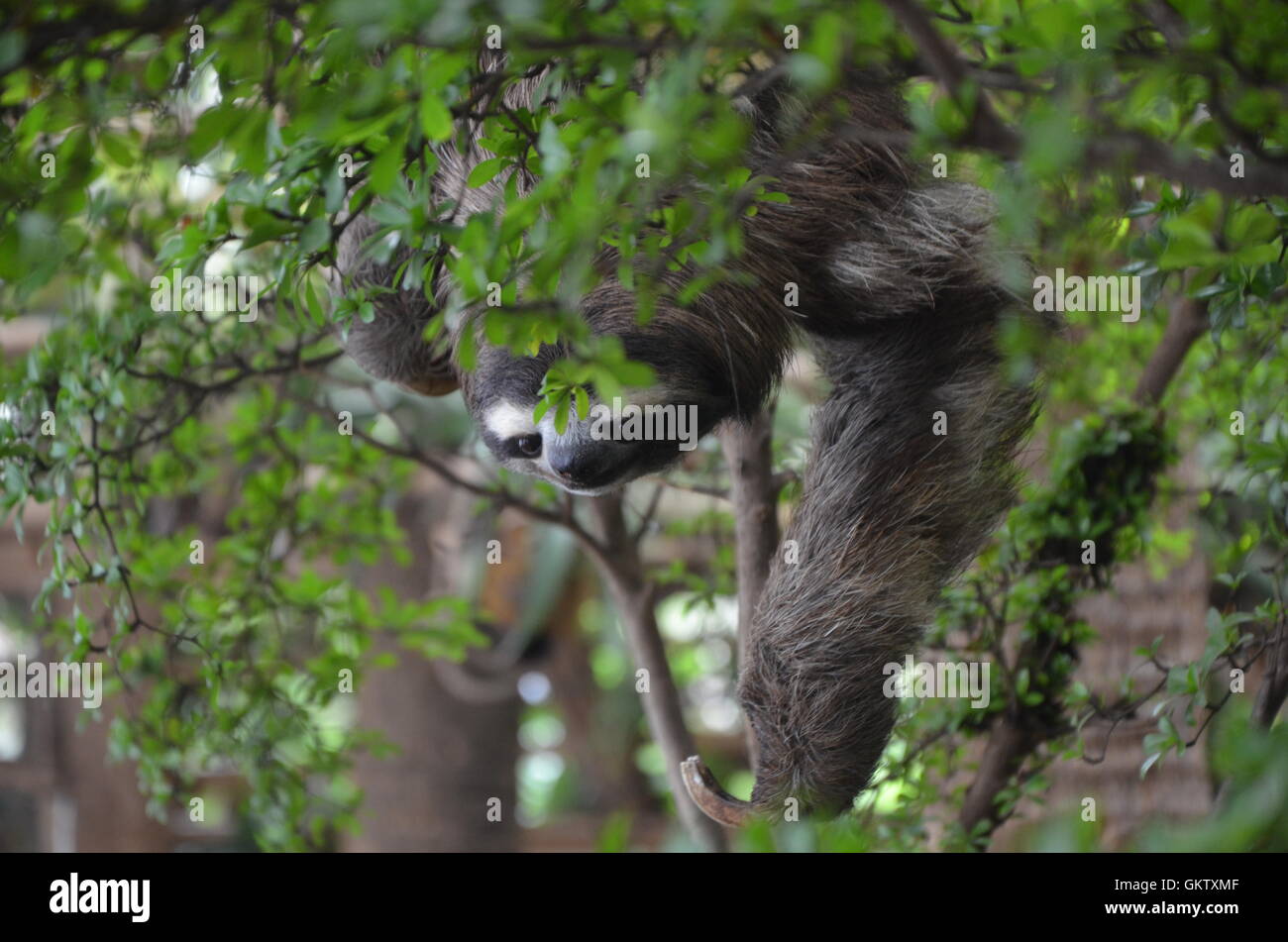 A sloth hanging upside down from a tree Stock Photo - Alamy