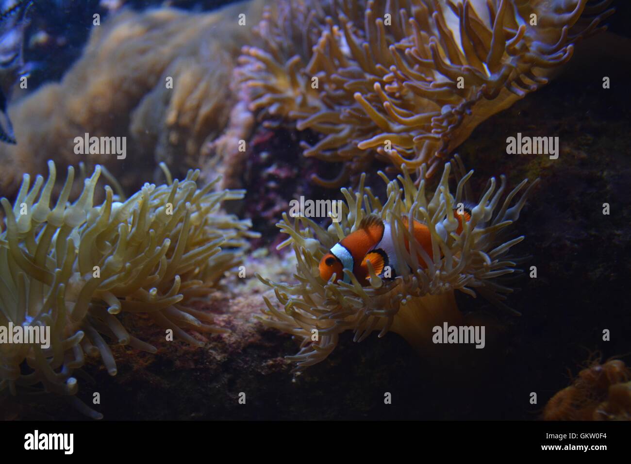 Fish in an coral reef aquarium, like that of the Great Barrier Reef in ...