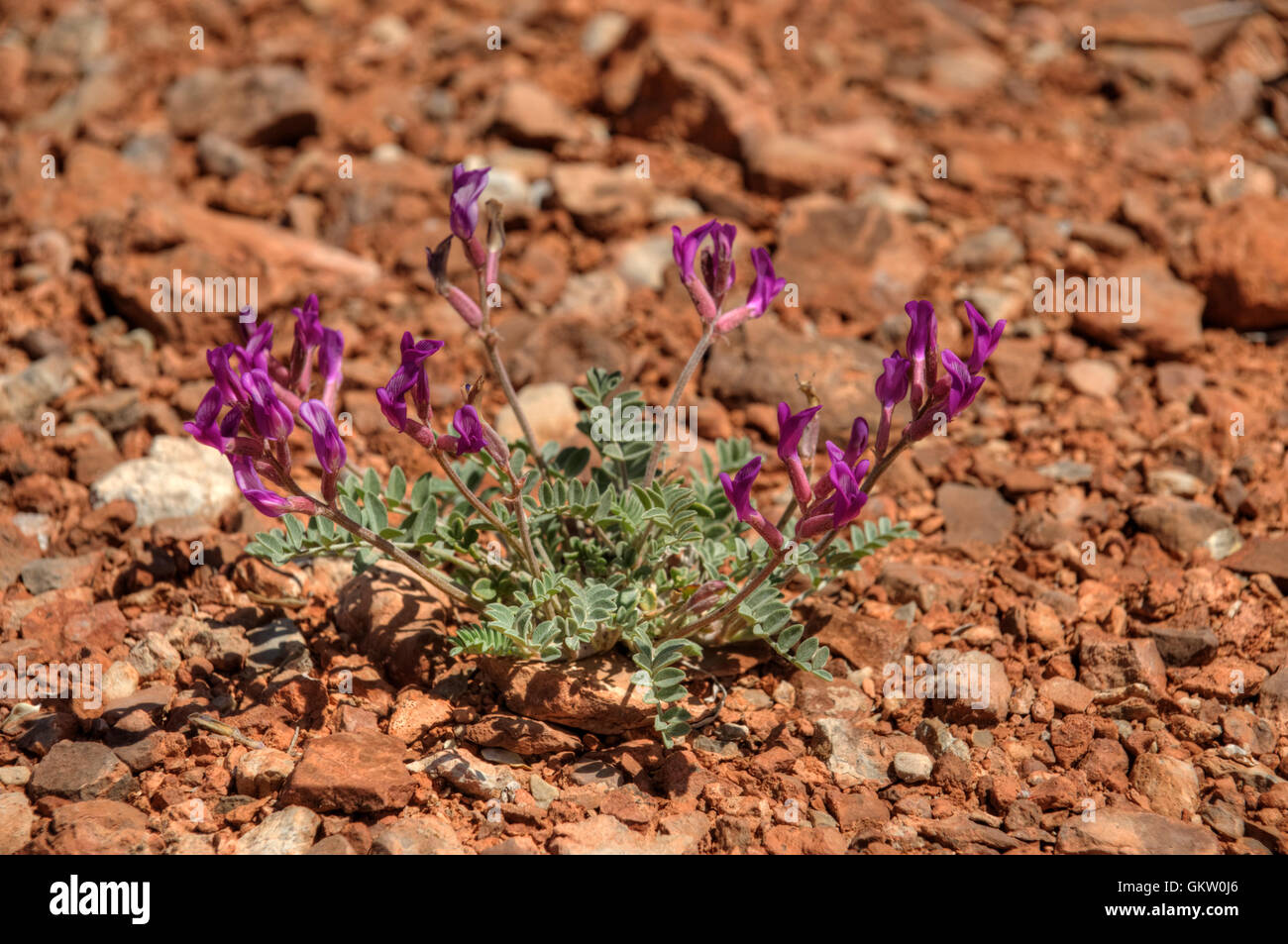 A locoweed aka Milkvetch (Astragalus, species unknown) growing in the Utah desert. Stock Photo