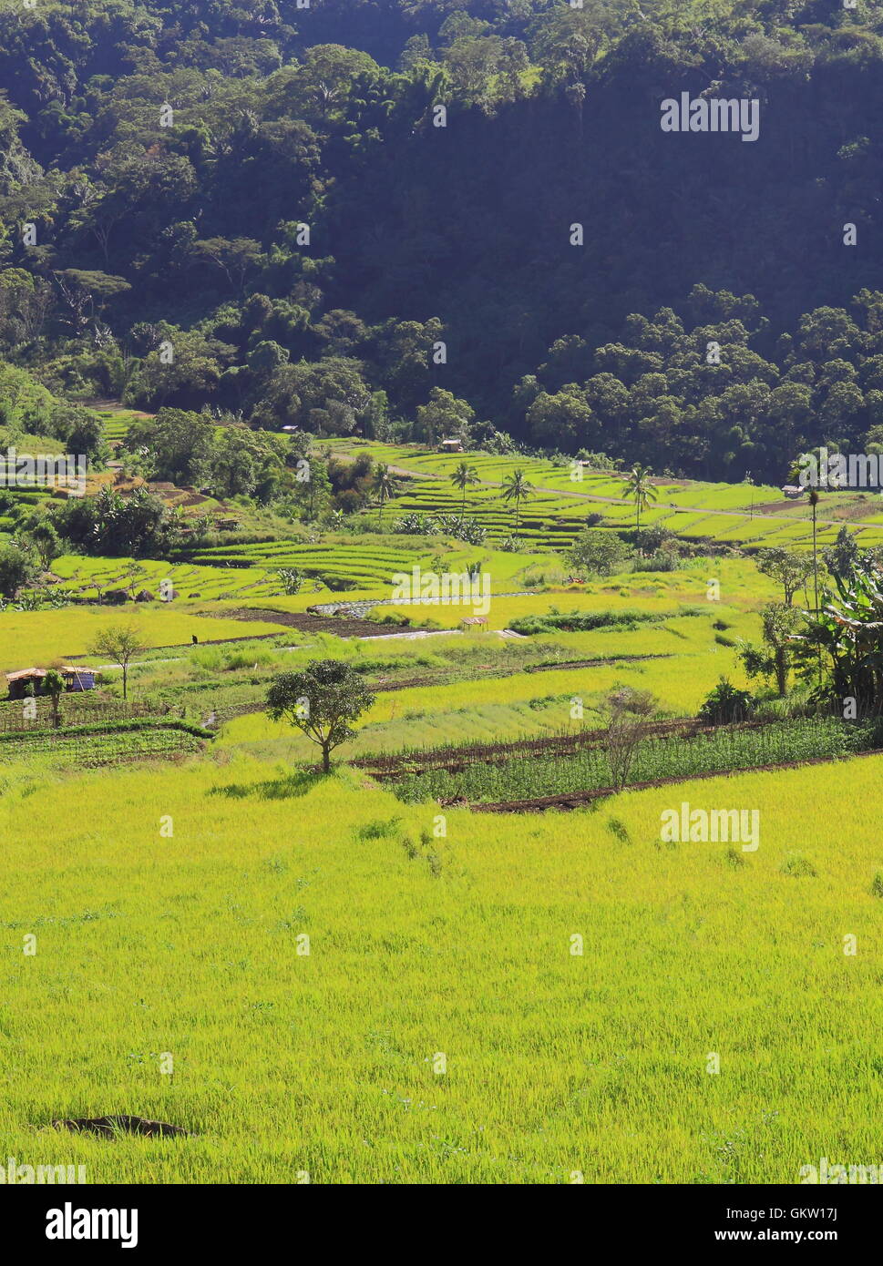 Rice field in Flores Indonesia Stock Photo Alamy