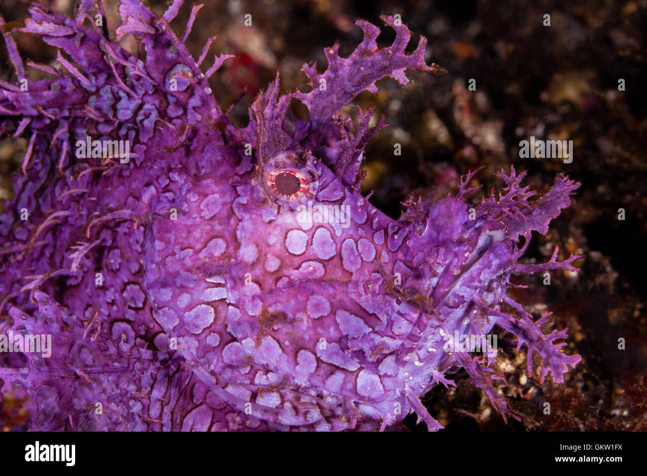Weedy Scorpionfish, Rhinopias frondosa, Bali, Indonesia Stock Photo