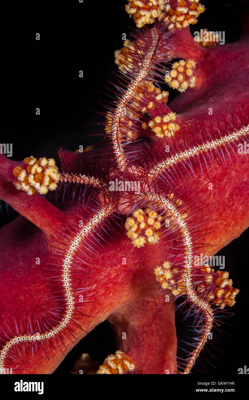 Brittle Starfish in Soft coral, Ophiothrix sp., Bali, Indonesia Stock Photo