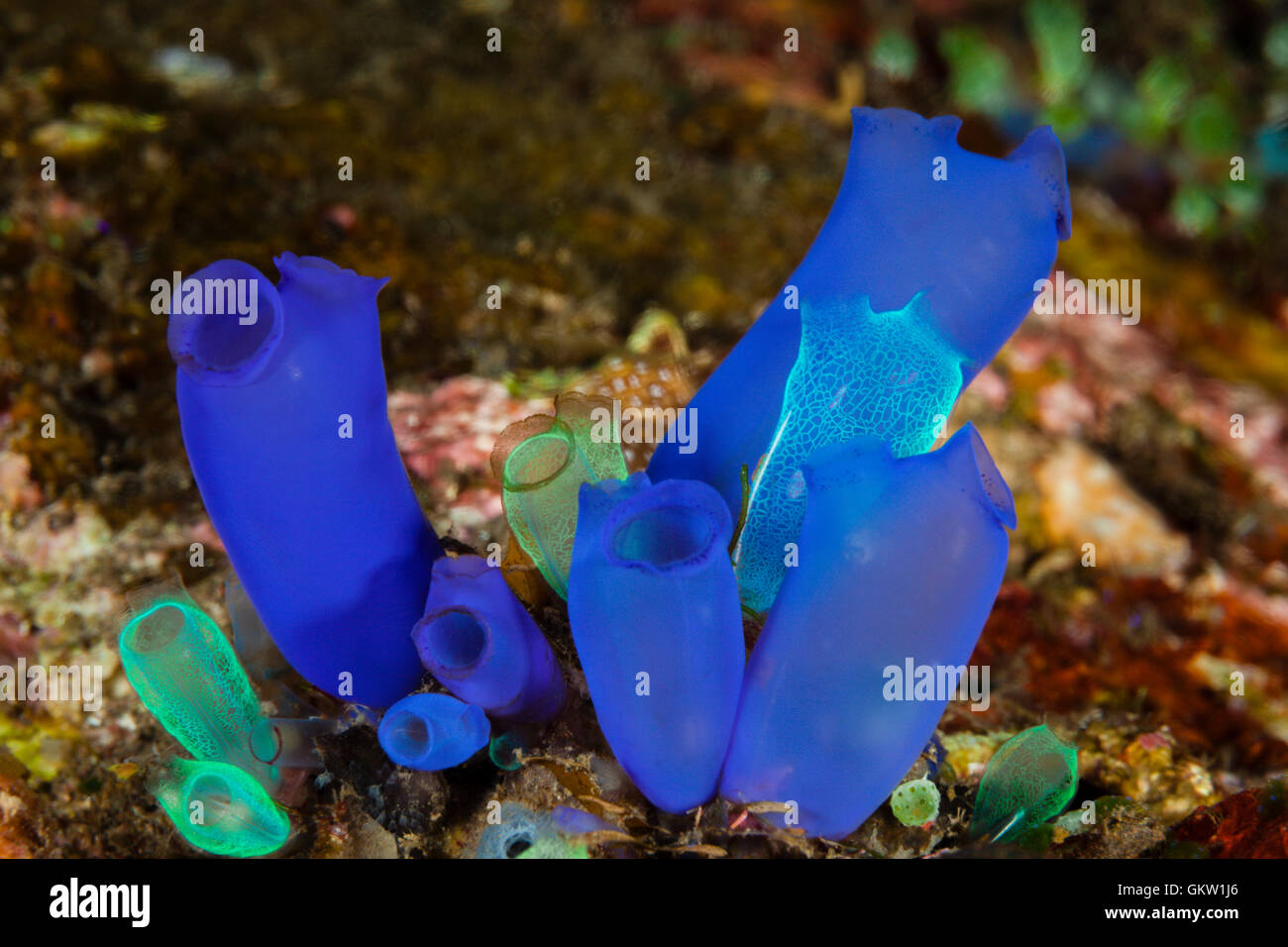 Blue Sea Squirt, Rhopalaea morph blue, Bali, Indonesia Stock Photo