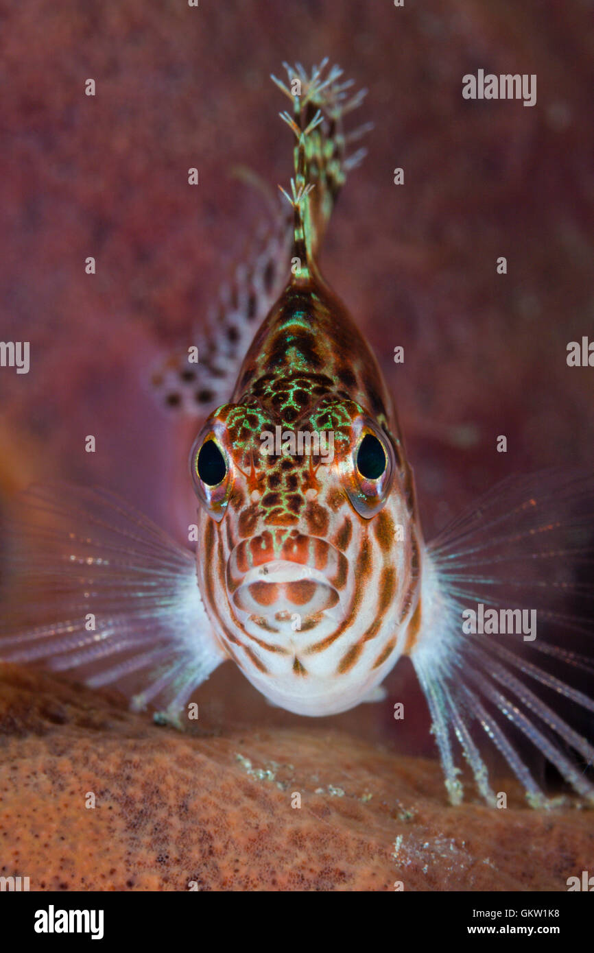 Threadfin Hawkfish, Cirrhitychthys aprinus, Bali, Indonesia Stock Photo