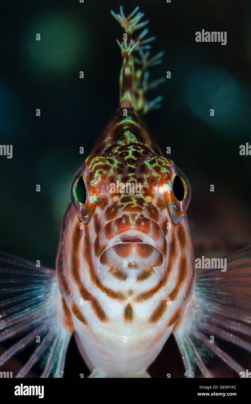 Threadfin Hawkfish, Cirrhitychthys aprinus, Bali, Indonesia Stock Photo