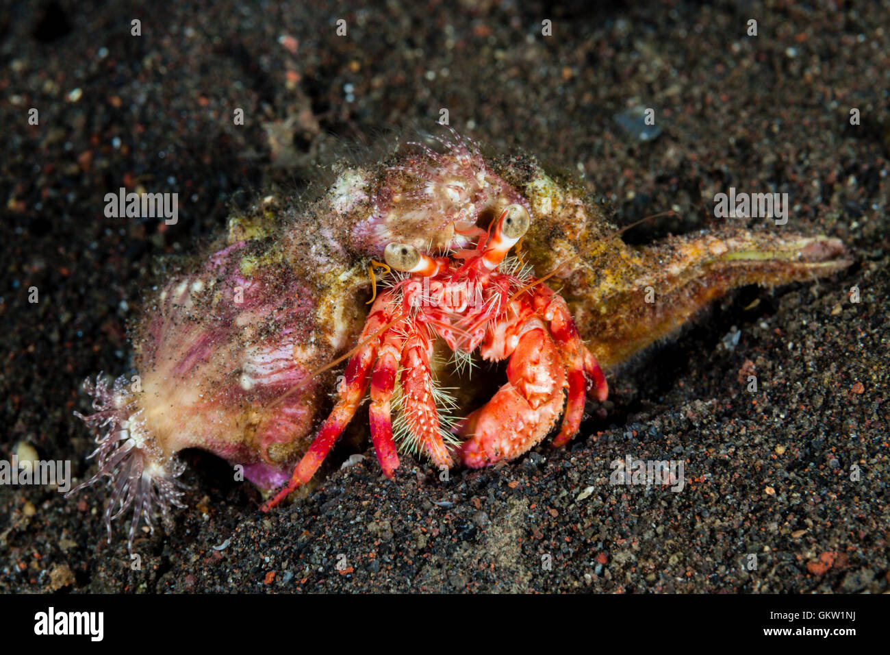 Anemone Hermit Crab, Dardanus pedunculatus, Bali, Indonesia Stock Photo