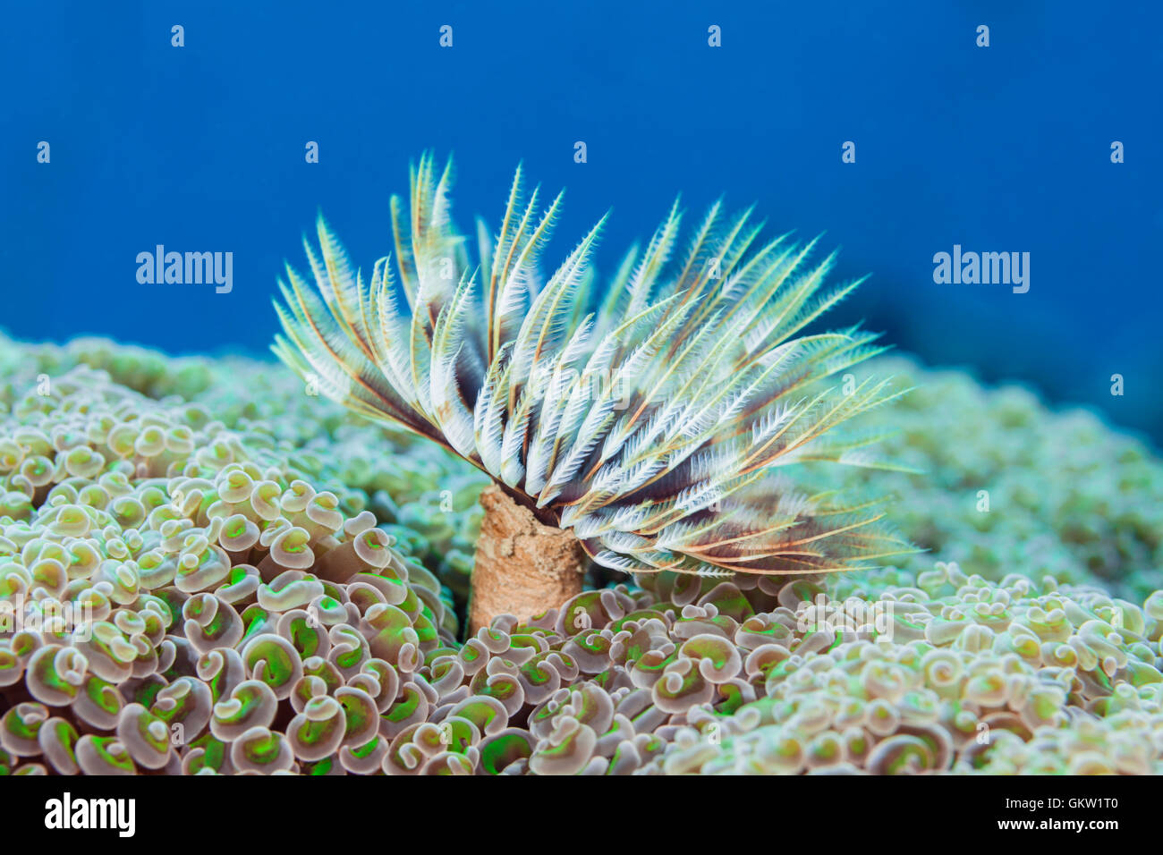 Feather Duster Worm, Sabellastarte sp., Ambon, Moluccas, Indonesia Stock Photo