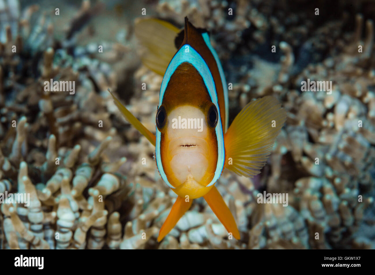 Clarks Anemonefish, Amphiprion clarkii, Ambon, Moluccas, Indonesia Stock Photo