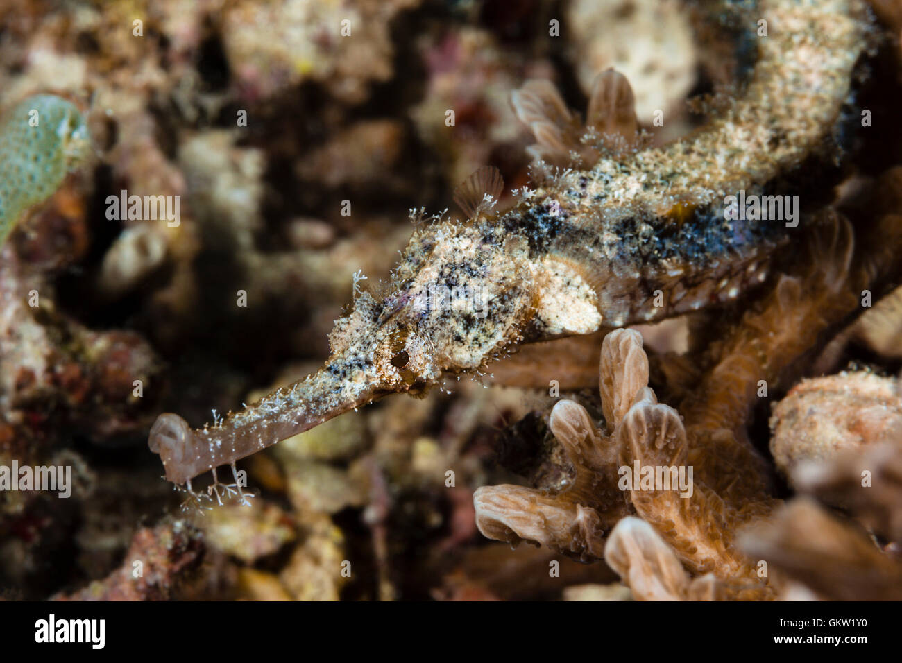 Ornate Pipefish, Halicampus macrorhynchus, Ambon, Moluccas, Indonesia Stock Photo