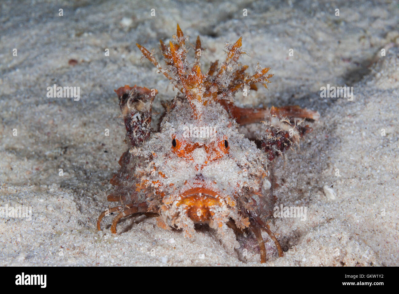 Caledonian Stinger Devilfish, Inimicus caledonicus, Ambon, Moluccas, Indonesia Stock Photo