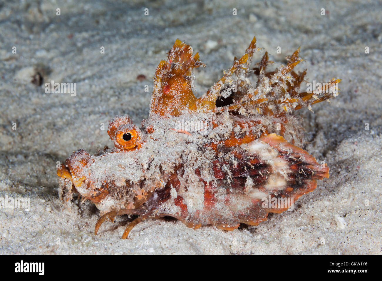 Caledonian Stinger Devilfish, Inimicus caledonicus, Ambon, Moluccas, Indonesia Stock Photo
