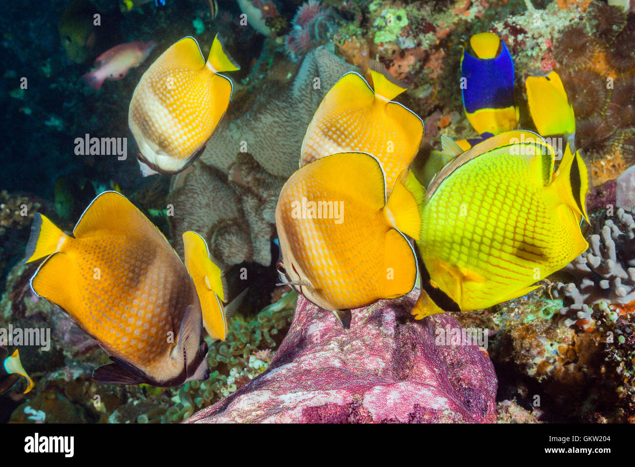 Butterflyfishes feeding on Fish Spawn, Chaetodon kleinii, Ambon, Moluccas, Indonesia Stock Photo