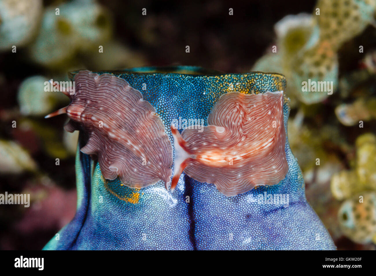 Flatworm on Tunicate, Pceudoceros sp., Ambon, Moluccas, Indonesia Stock Photo