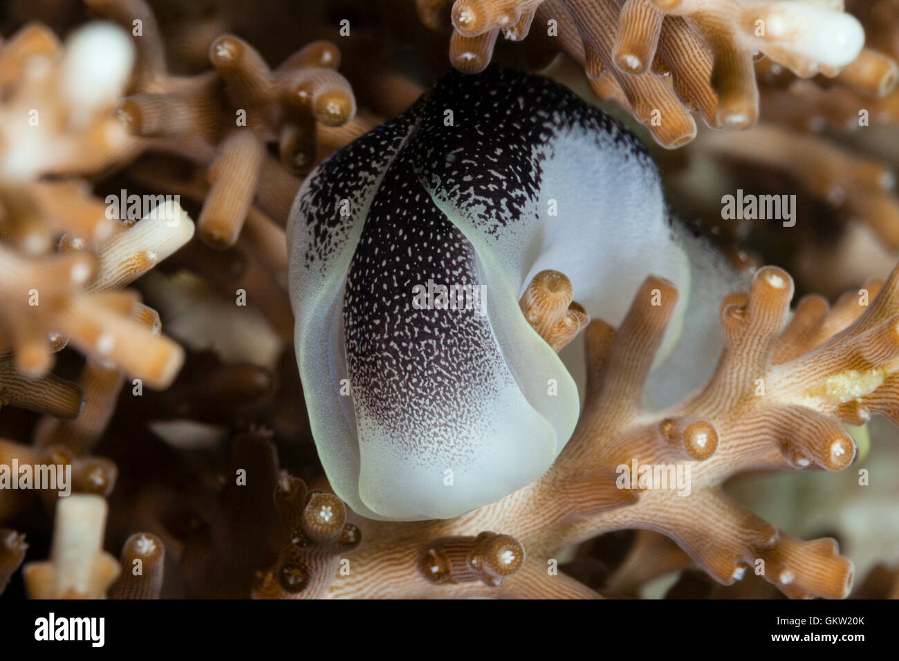 Headshield Slug, Chelidonura amoena, Ambon, Moluccas, Indonesia Stock Photo