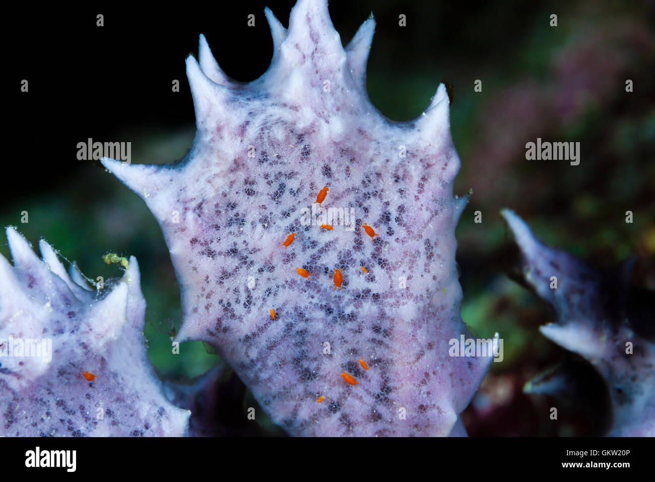 Isopod Crab on Sponge, Cyproideidae, Ambon, Moluccas, Indonesia Stock Photo