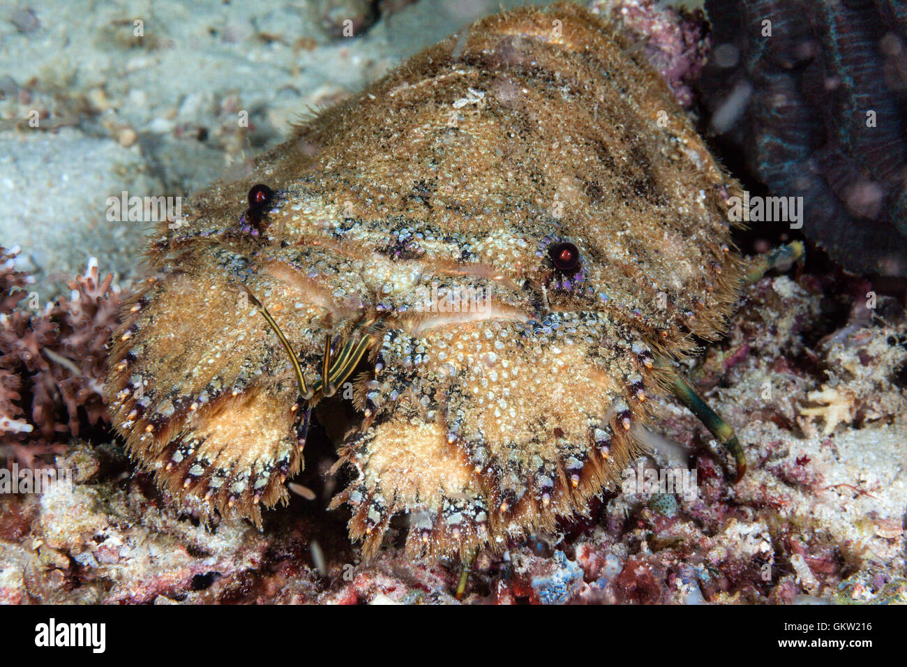 Slipper Lobster, Parrabacus japonicus, Ambon, Moluccas, Indonesia Stock Photo