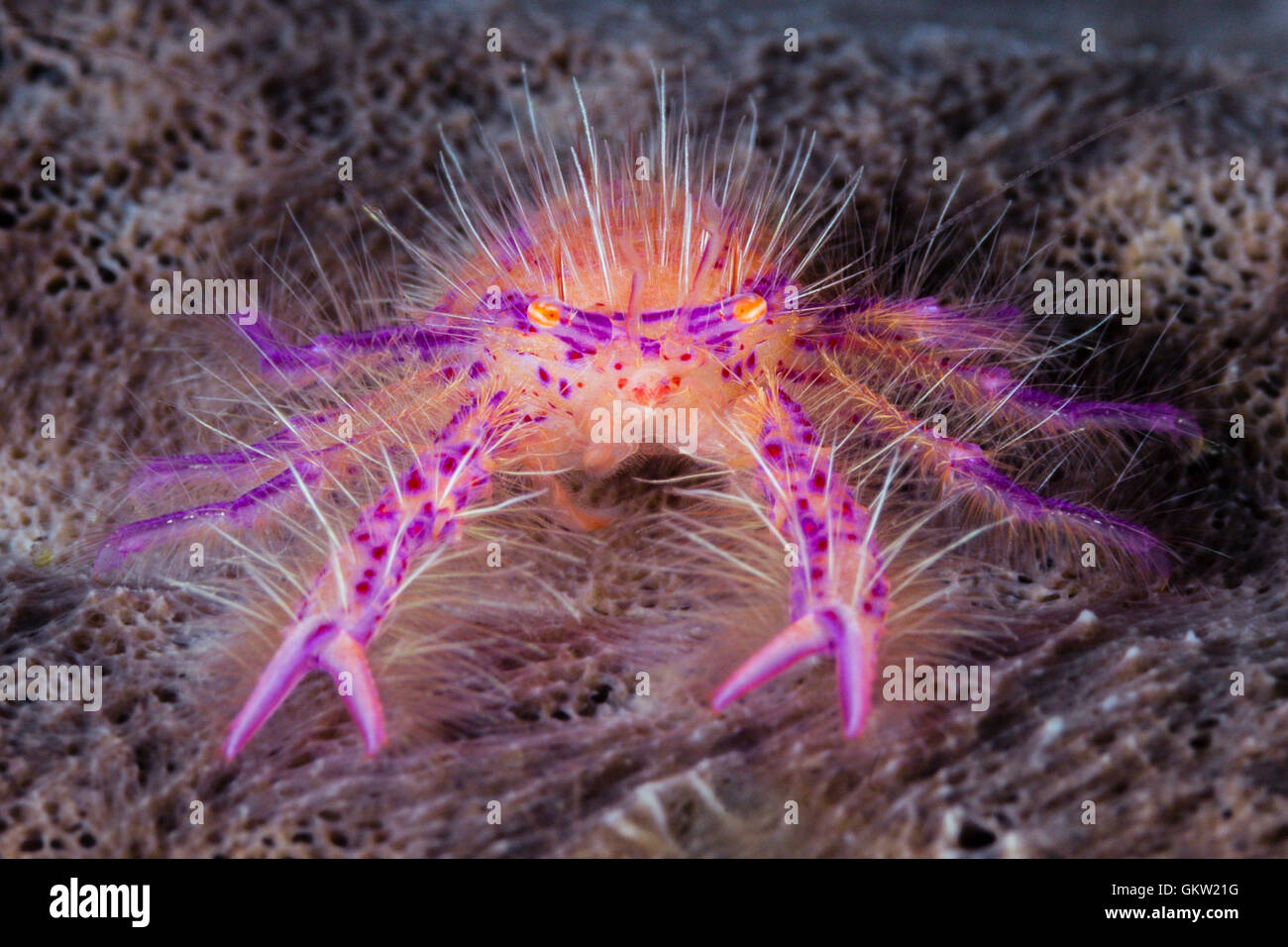 Hairy pink squat lobster hi-res stock photography and images - Alamy