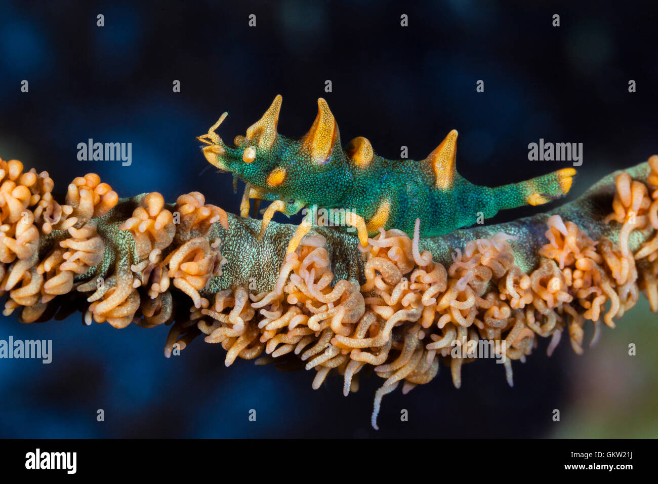 Dragon Shrimp, Miropandalus hardingi, Ambon, Moluccas, Indonesia Stock Photo