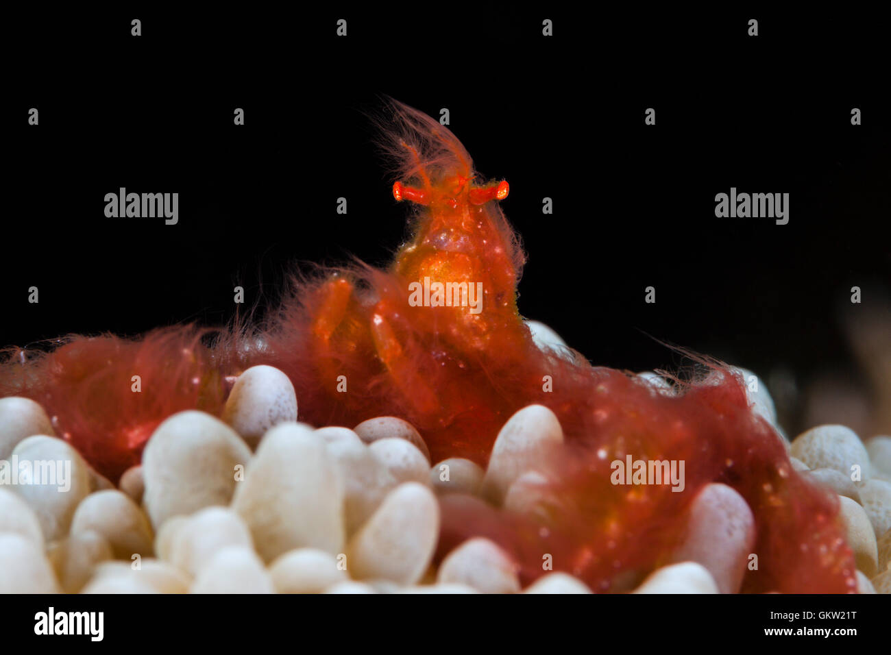 Orangutan Crab in Bubble Coral, Achaeus japonicus, Ambon, Moluccas, Indonesia Stock Photo