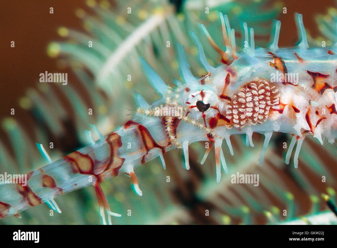 Brittle Star riding Harlequin Ghost Pipefish, Solenostomus paradoxus, Ambon, Moluccas, Indonesia Stock Photo