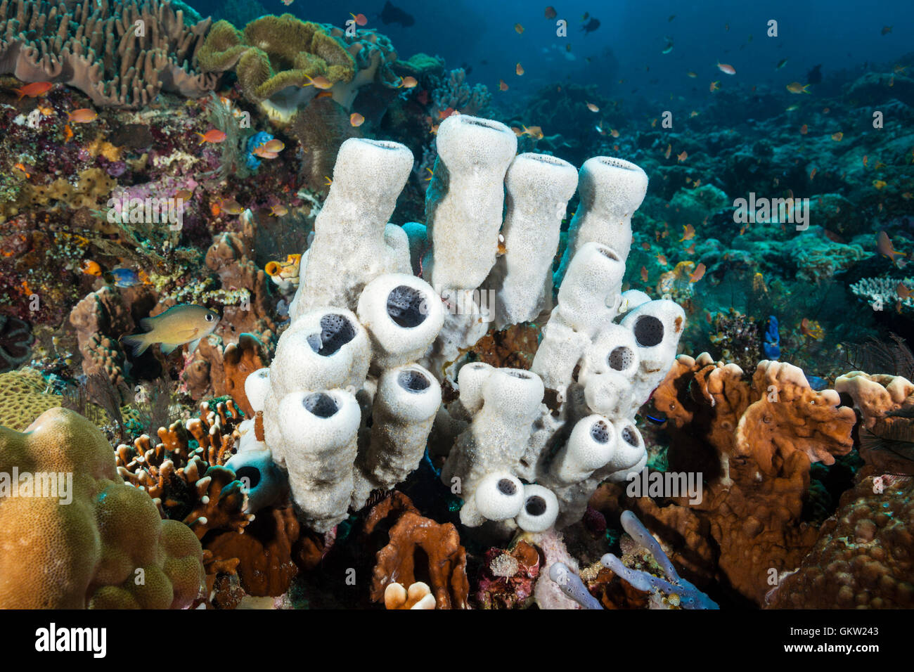 Tube Sponge in Coral Reef, Callyspongia sp., Ambon, Moluccas, Indonesia Stock Photo