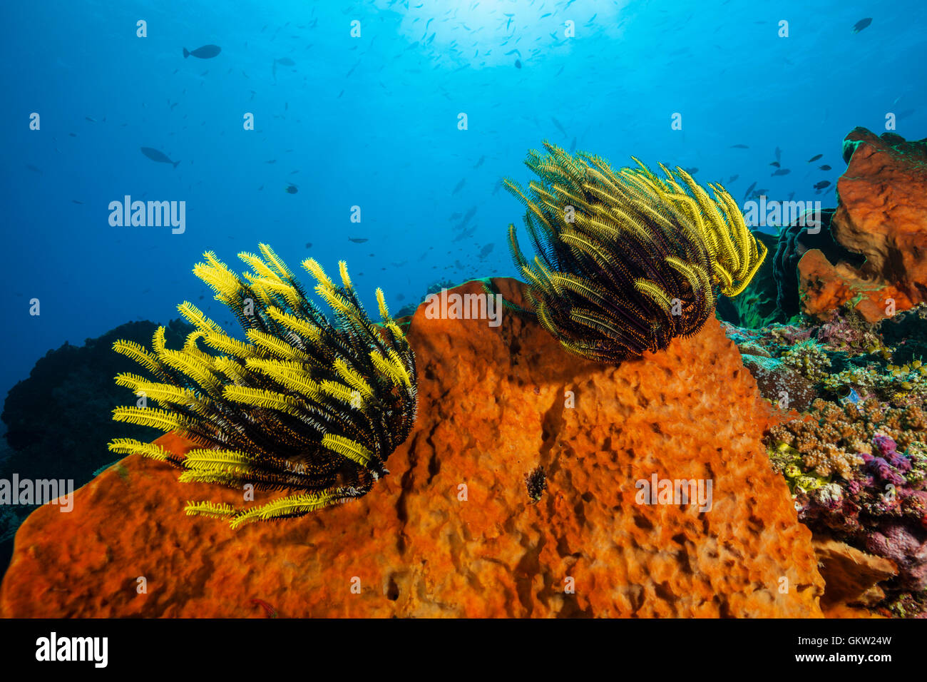 Crinoid in Coral Reef, Comanthus sp., Ambon, Moluccas, Indonesia Stock Photo