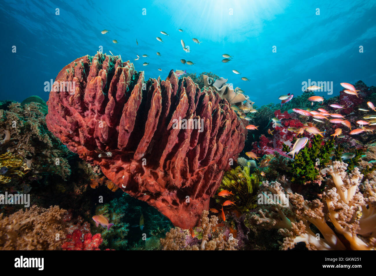 Barrel sponge in Coral Reef, Xestospongia testudinaria, Ambon, Moluccas, Indonesia Stock Photo