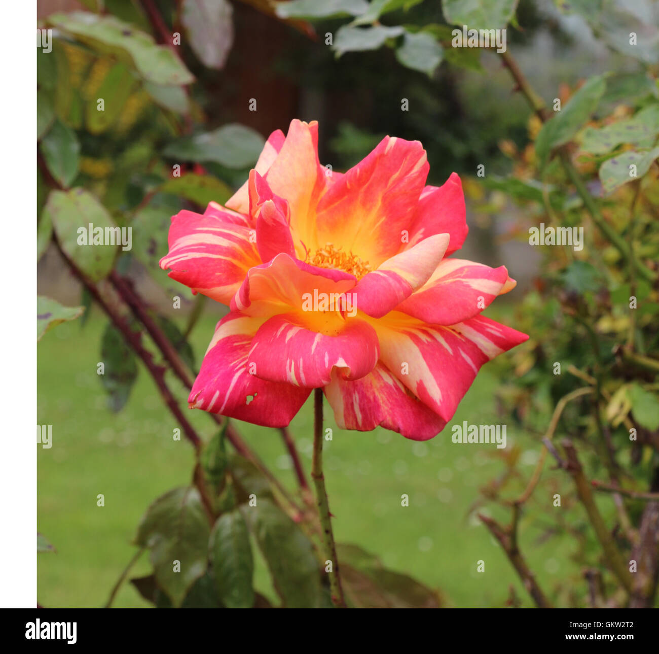 Pink and yellow rose Stock Photo Alamy