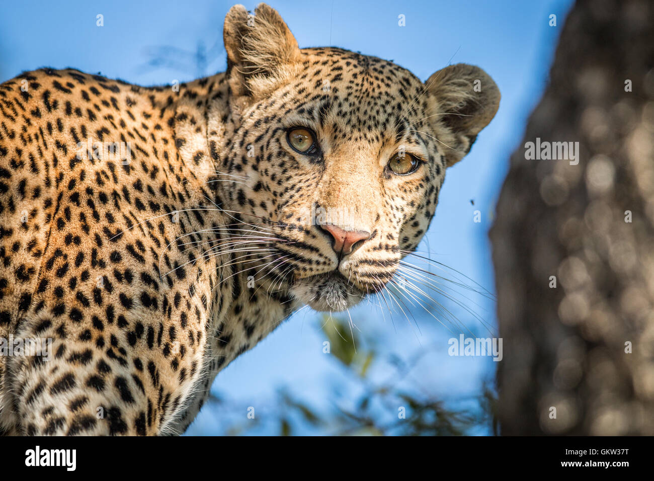 A Leopard looking back in the Kruger National Park, South Africa Stock ...