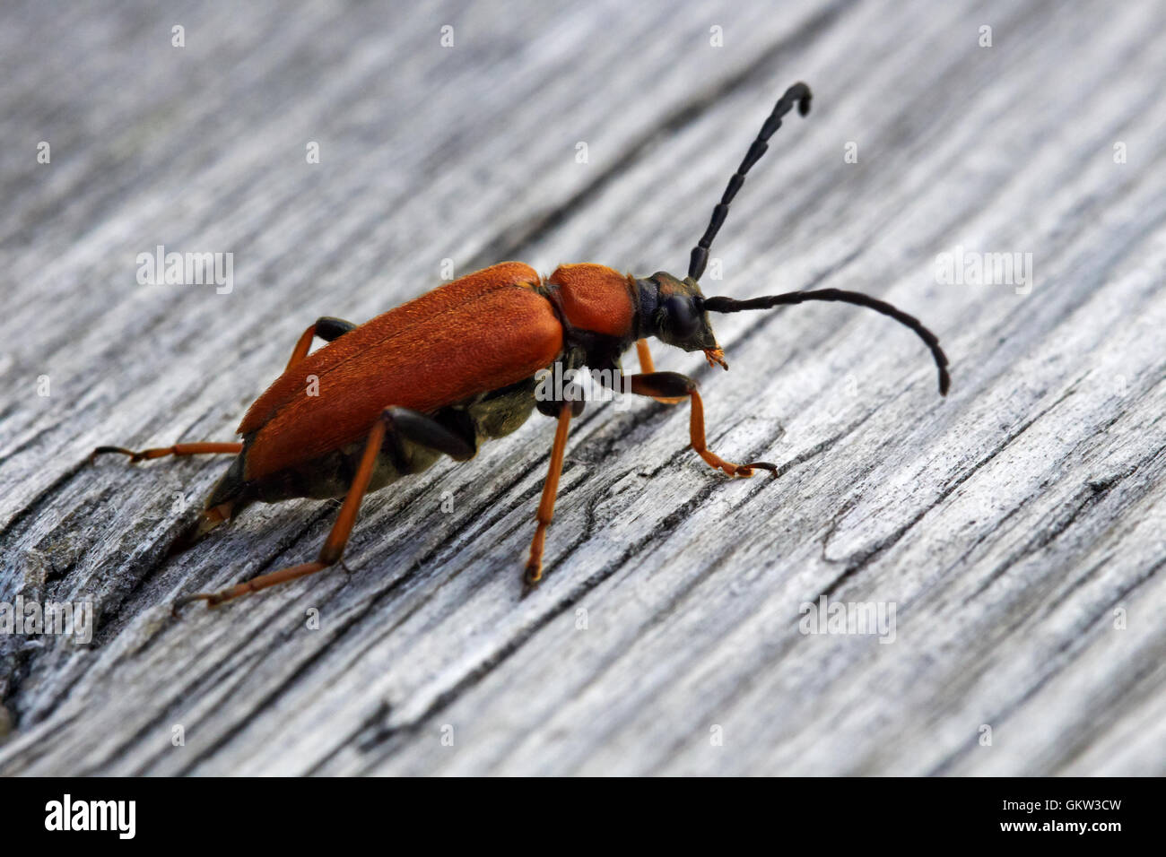 Anoplodera rubra, Red-brown Longhorn Beetle laying eggs Stock Photo