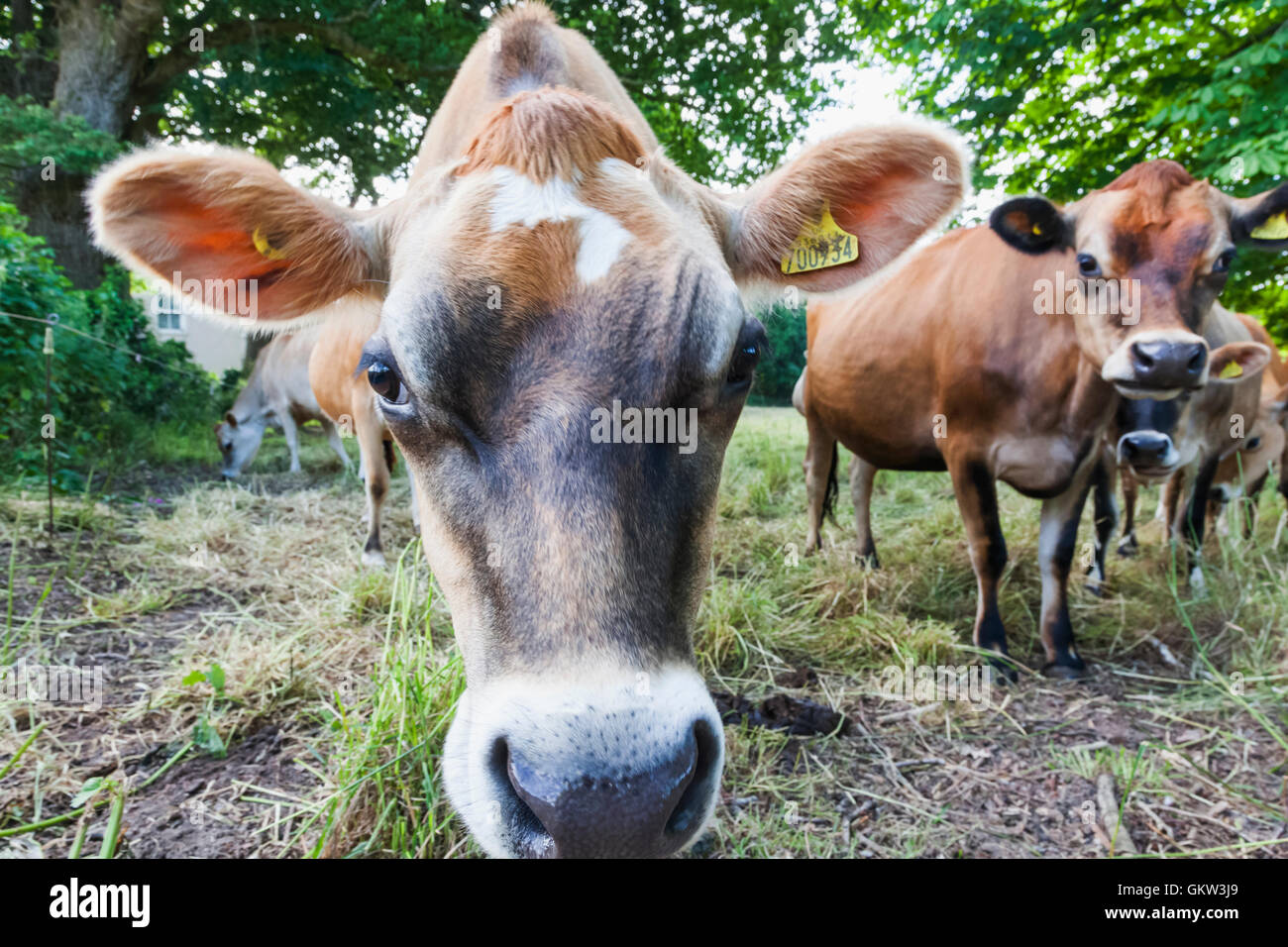 United Kingdom, Channel Islands, Jersey, Jersey Cow Stock Photo