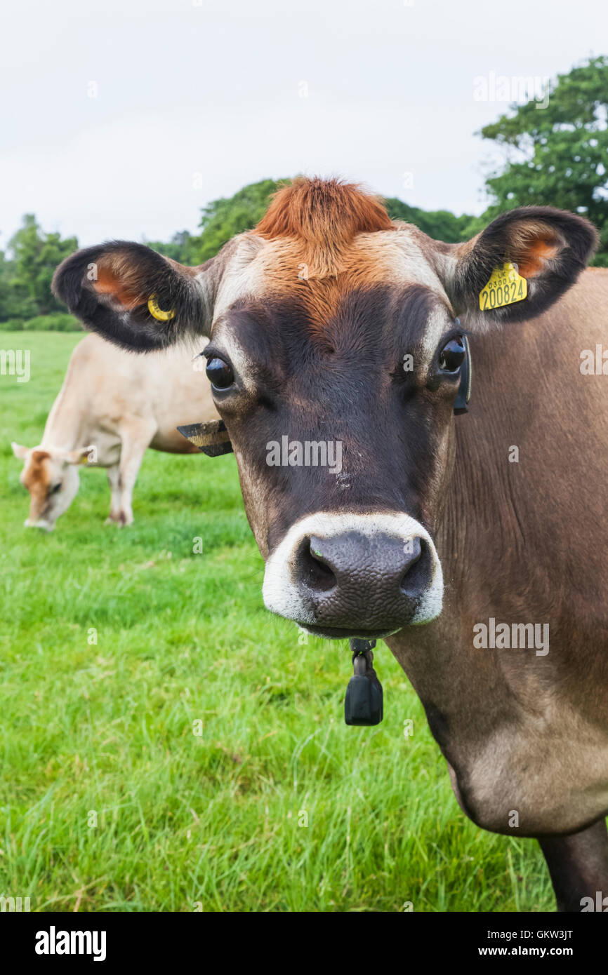 Jersey dairy cow hi-res stock photography and images - Alamy
