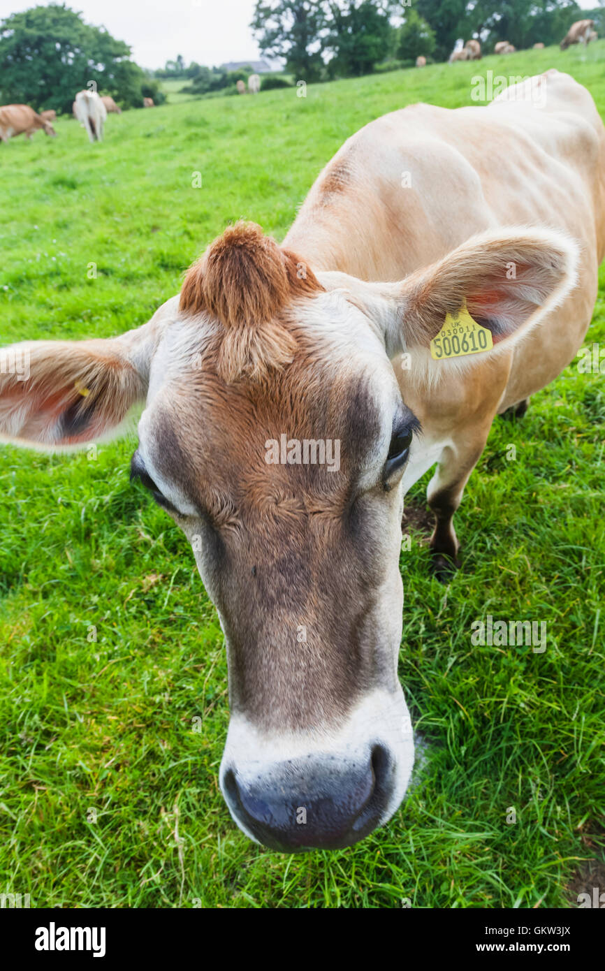 Dairy dairy cow hi-res stock photography and images - Alamy
