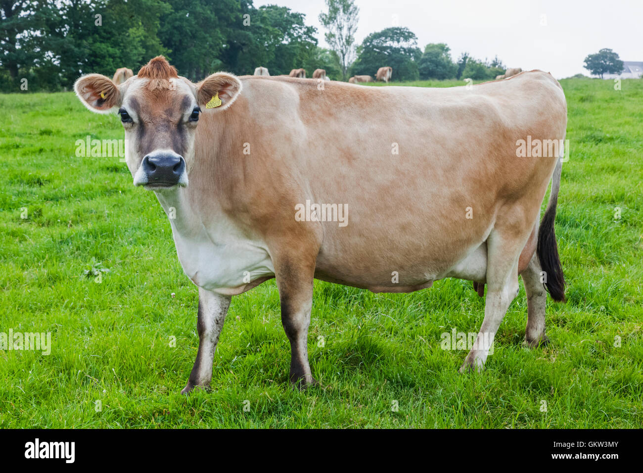 Jersey cow uk hi-res stock photography and images - Alamy